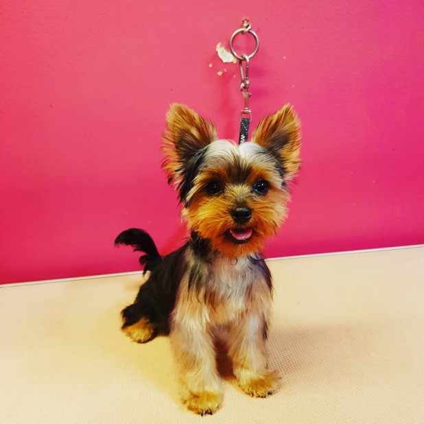 Yorkshireterrier 5 månader på sin första klippning